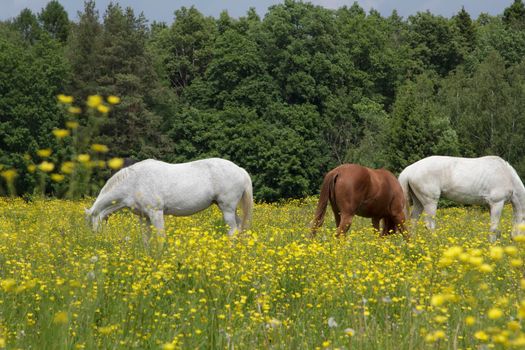 Horses graze in a meadow with yellow wildflowers