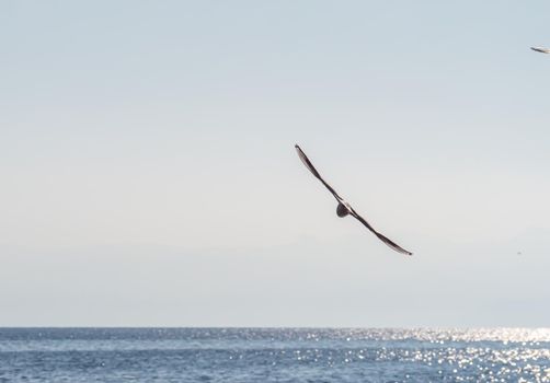 gulls fly over lake Ohrid, natural background