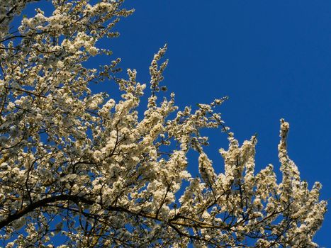 Branches of an apple tree with large beautiful buds against a bright blue sky.