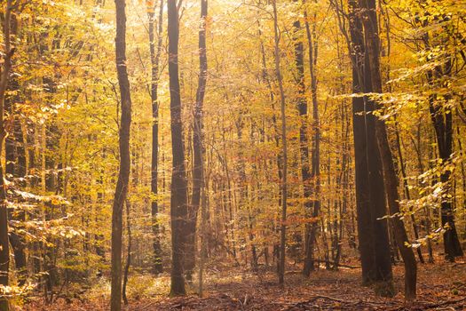 beech forest in autumn with its pretty golden colors