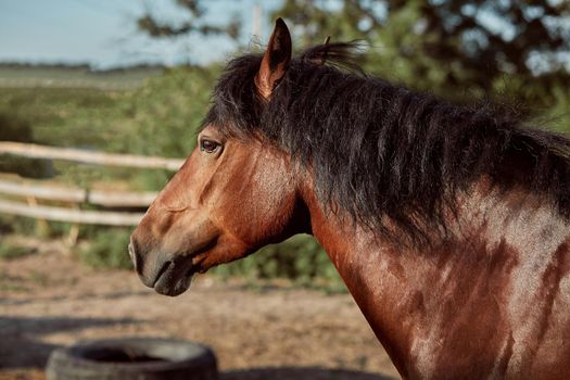 Beautiful brown horse, close-up of muzzle, cute look, mane, background of running field, corral, trees. Horses are wonderful animals