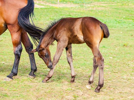 bay foal who is with his mother in the summer in a meadow