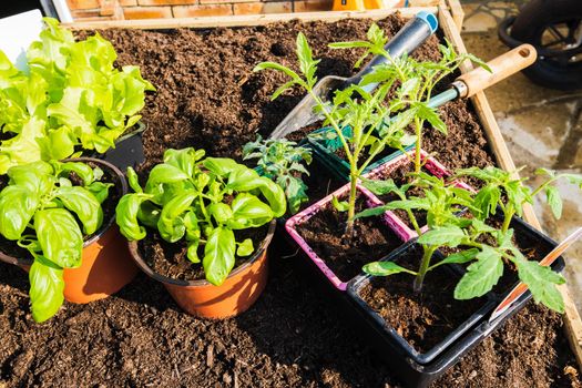 pots of young vegetable plants for transplanting in the garden in spring.