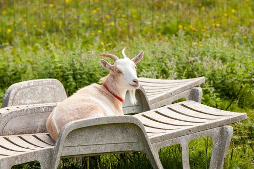 it is vacation time for a couple of goats lounging on lounge chairs in summer