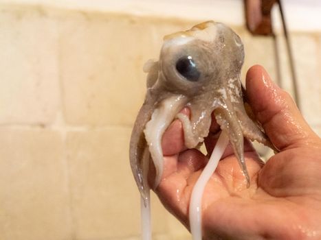 cleaning a raw adriatic cuttlefish at home in Numana, Marche, Italy