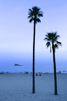 Benidorm, Alicante, Spain- September 11, 2022: Poniente beach with its beautiful California palm trees. L'illa island in the background