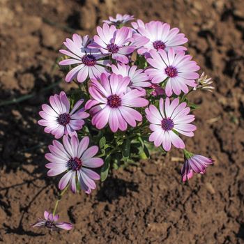 Bunch of pink and violet gerbera / marguerite daisy flowers growing in garden. View from above, wet ground around.