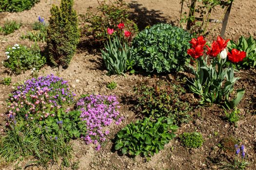Various flowers and bushes growing in sun lit garden. Spring gardening concept.