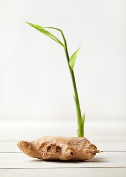 Dry ginger (Zingiber officinale) root, with green sprout, on white boards and background.