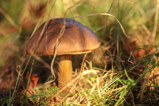 Birch bolete (Leccinum scabrum) growing in grass and moss, afternoon sun shining to forest shade.