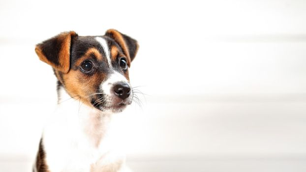 Two months old Jack Russell Terrier puppy, detail on head, high key photo, almost white background, space for text on the right.