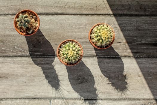 Tabletop view, three small cactus pots on gray wood desk, morning sun casting long shadows.