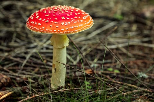 Fly agaric (Amanita muscaria) mushroom growing in tree shade, small dry twigs and grass around.