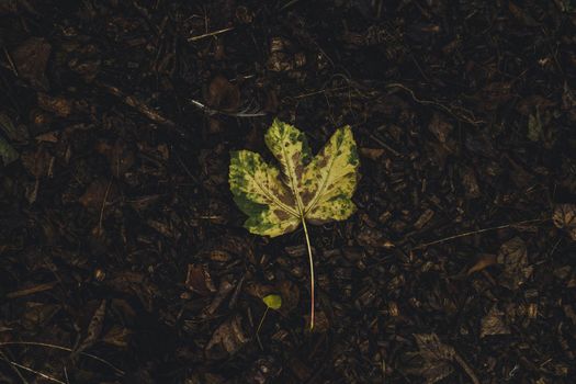 Leaves dying slowly from the tree. High quality photo