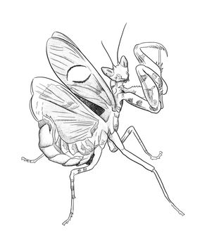 pencil drawing of a praying mantis with paws up illustration