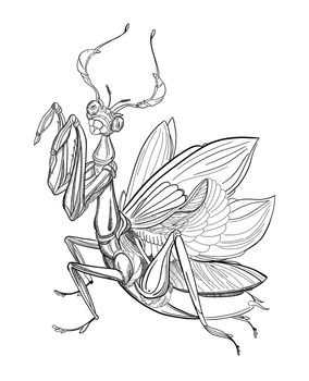 pencil drawing of a praying mantis with paws up illustration