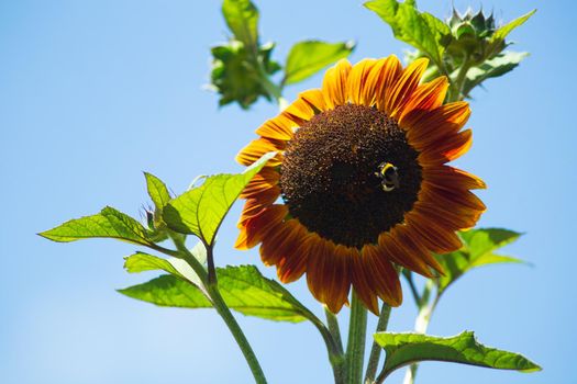 Chocolate sunflower is blooming over blue sky