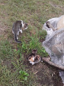 Cats have fun in the garden in a the village