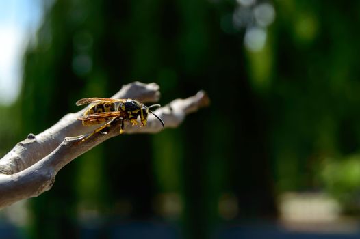 Pretty wasp was just recently saved from drowning and sitting on a branch and dries the wings. . High quality photo