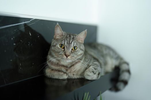 A portrait of a loving cat with brown stripes sitting at a table.