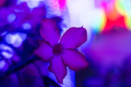 Macro shot of a Madagascar Periwinkle with blurred background