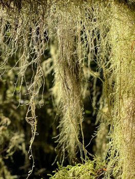 Bright green lush Moss Draping over a Tree Branch
