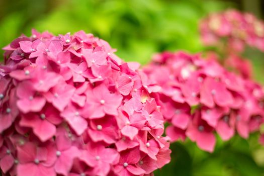 Close up light pink hortensia fresh flowers blur background