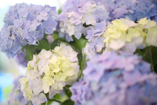 Fresh hortensia light white and blue flowers on blur background