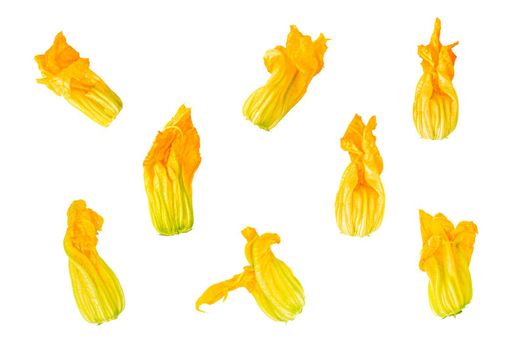 Isolated vegetables collection. 9 courgette flowers isolated on white background