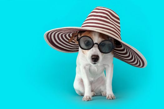Calm little Jack Russell Terrier dog in large striped hat and sunglasses with brim looking at camera with interest while sitting against bright blue background