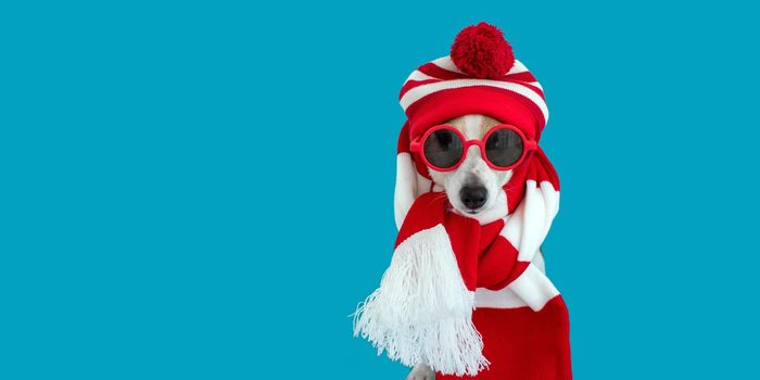 Dog wearing red sunglasses, knitted hat and scarf sitting and looking at camera isolated on blue background