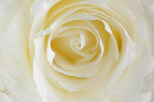 Beautiful soft fresh white rose close up.