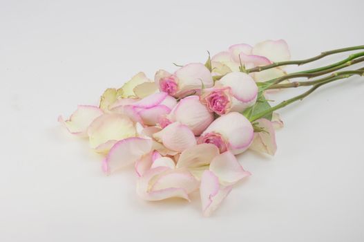 pink roses with pile petals on white background. Festive gift card with copy space, layout.