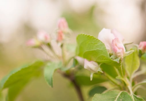 branch of apple tree with white flowers on a background of flowering trees. Copy space for text