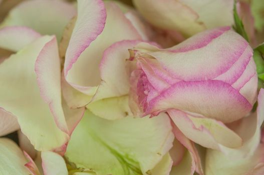 Rose petals on white wooden background.