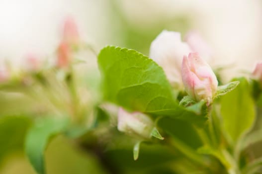 branch of apple tree with white flowers on a background of flowering trees. Copy space for text