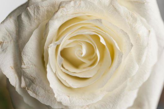 Beautiful soft fresh white rose close up.