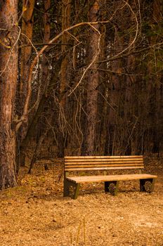Bench in the park among the trees