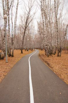 Bike road in the park. Healthy lifestyle. Bicycle track.