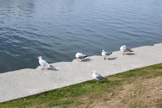 Seagulls on the concrete parapet of the embankment close up