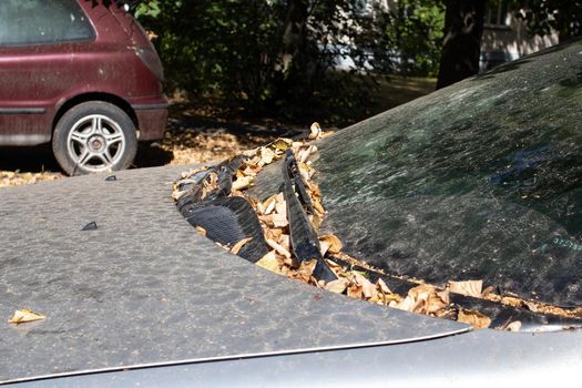 Dust and yellow autumn leaves on the hood of a car