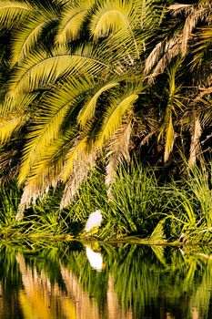 Bright white bird stands alone on an island surrounded by beautiful green and yellow palm tree leaves, with a contrasting reflection in the water of a lake. Centennial Park, Sydney, Australia