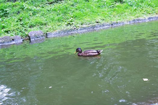 Duck on the shore of the reservoir in the summer