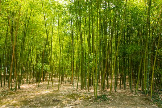 Bamboo forest, trees in the spring, green color background, daylight and outdoor