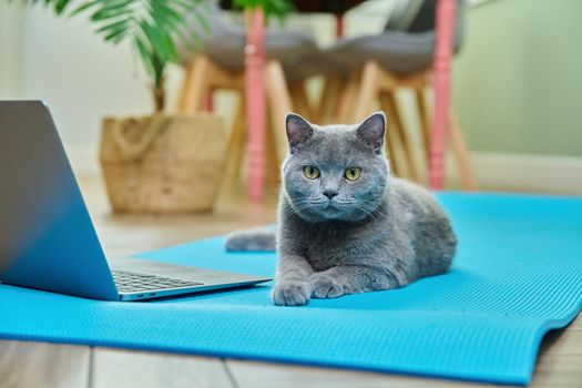 Pet cat lying at home on a yoga mat with a laptop. Relax, sport, fitness, yoga, workout, meditation, animals, motivation concept