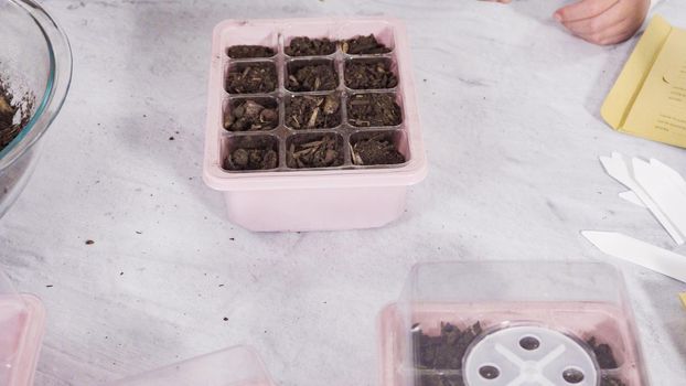Planting seeds in seed propagator with soil.