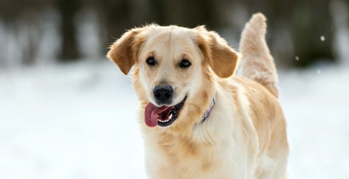 Golden retriever dog standing on the snow and looking at the camera with tonque sticking out. Cute funny closeup portrait of doggy