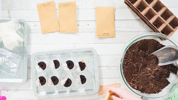 Flat lay. Planting seeds into small containers to start an indoor herb garden.