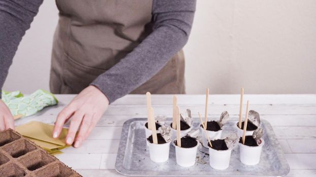 Planting seeds into small containers to start an indoor herb garden.