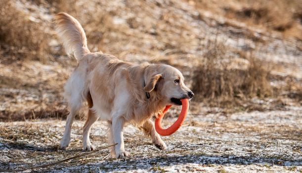 Adorable golden retriever dog running in the field with dry yellow grass outdoors holding orange toy circle in his teeth. Cute purebred doggy labrador playing at the nature in spring time